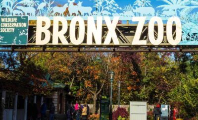 The Wonders of The Bronx Zoo, New York City
