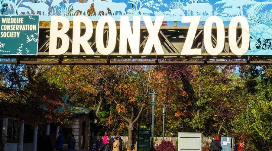 The Wonders of The Bronx Zoo, New York City